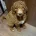 Poodle