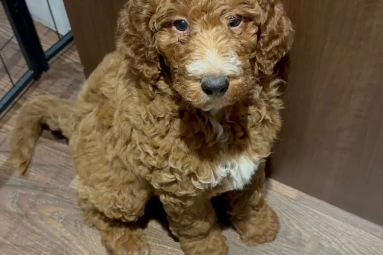 Poodle