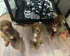 Poodle