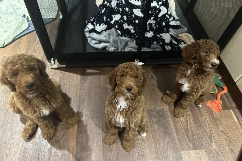 Poodle