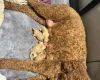 Poodle