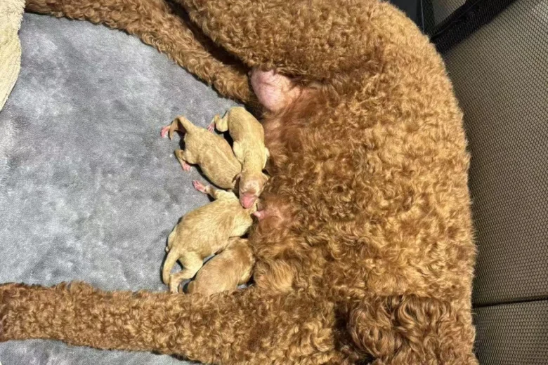 Poodle