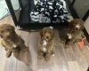 Poodle