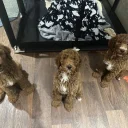 Poodle
