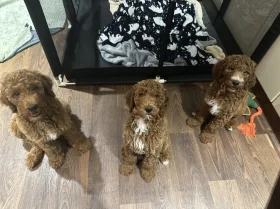 Poodle