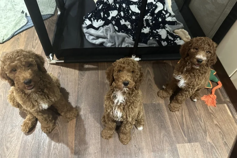 Poodle