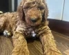 Poodle