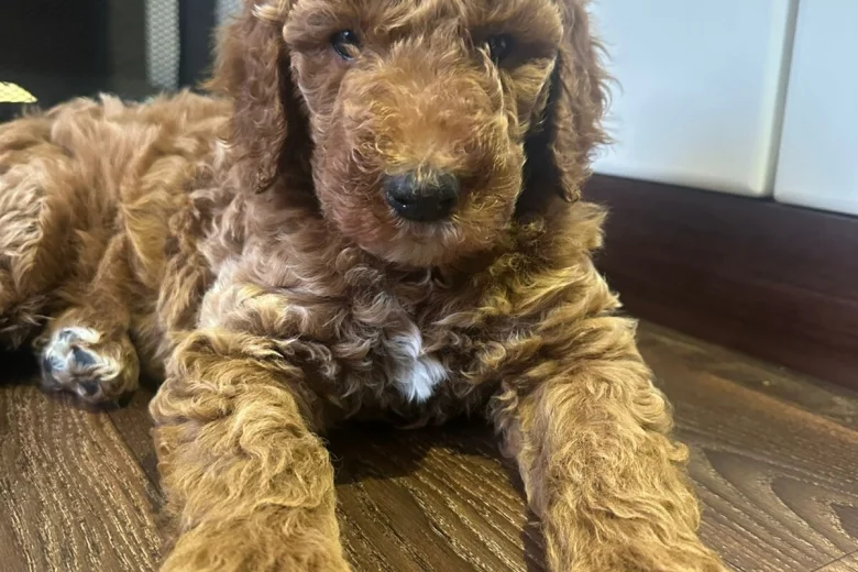 Poodle
