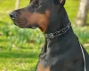 Doberman