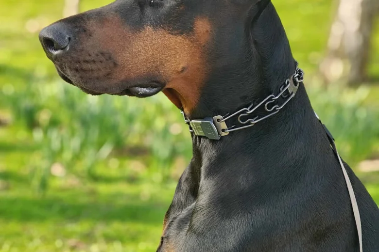 Doberman