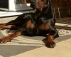 Doberman