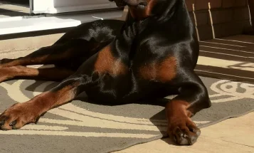 Doberman
