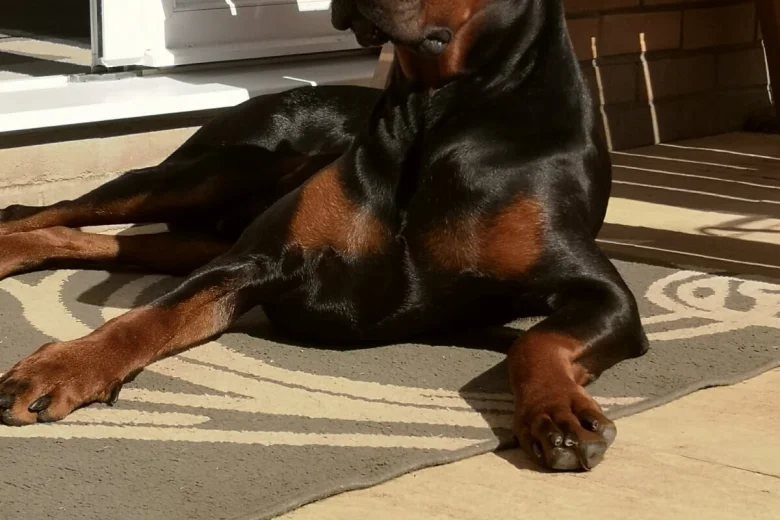 Doberman