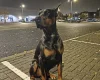 Doberman