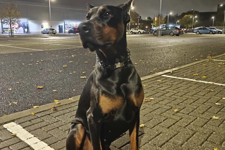 Doberman