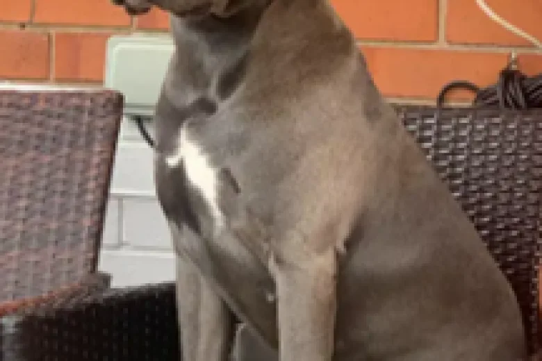 Cane Corso