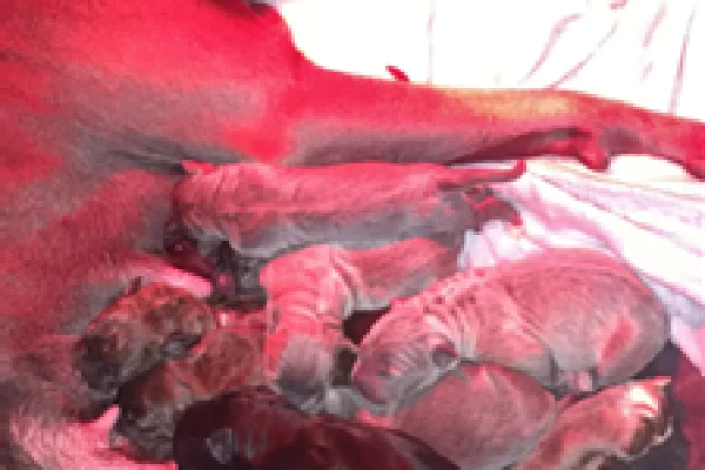 Cane Corso