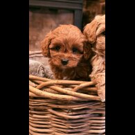 Cavapoo