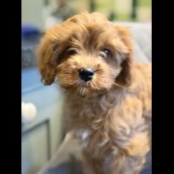 Cavapoo