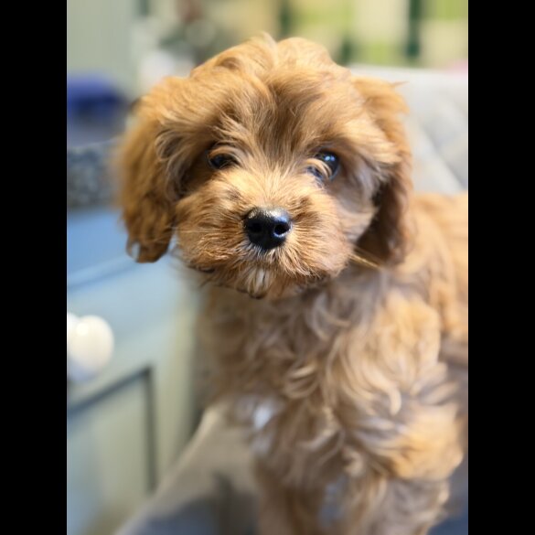 Cavapoo