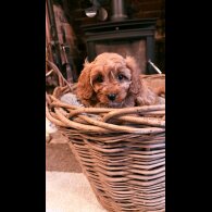 Cavapoo