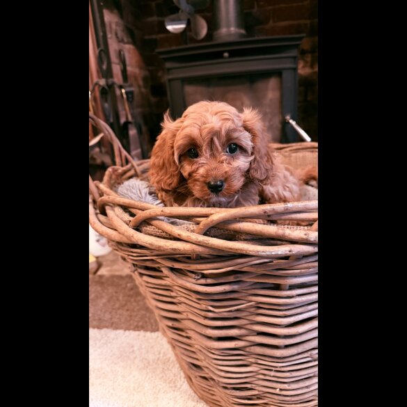 Cavapoo