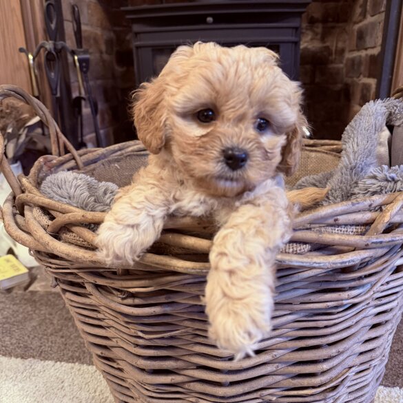 Cavapoo