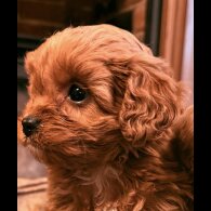 Cavapoo