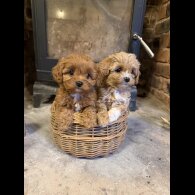 Cavapoo
