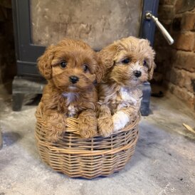 Cavapoo