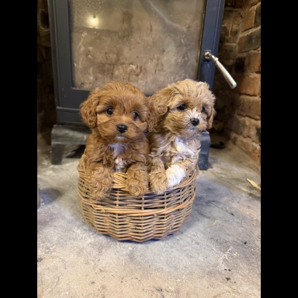 Cavapoo