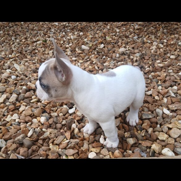 French Bulldog