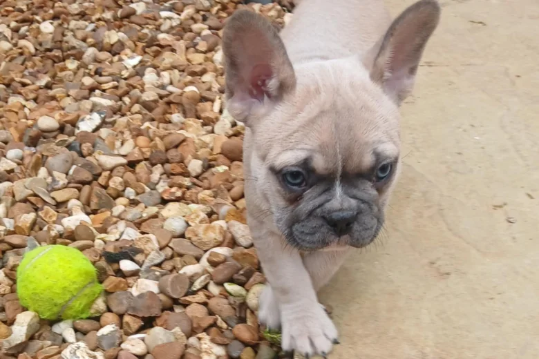 French Bulldog
