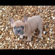 French Bulldog