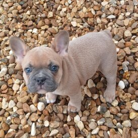 French Bulldog