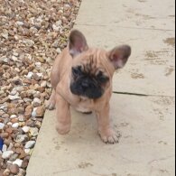 French Bulldog