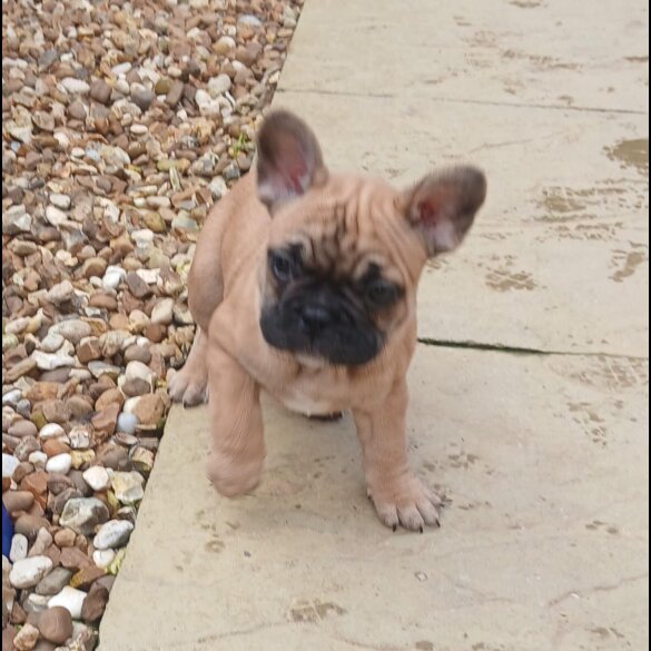 French Bulldog