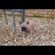 French Bulldog