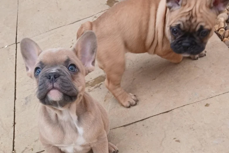 French Bulldog