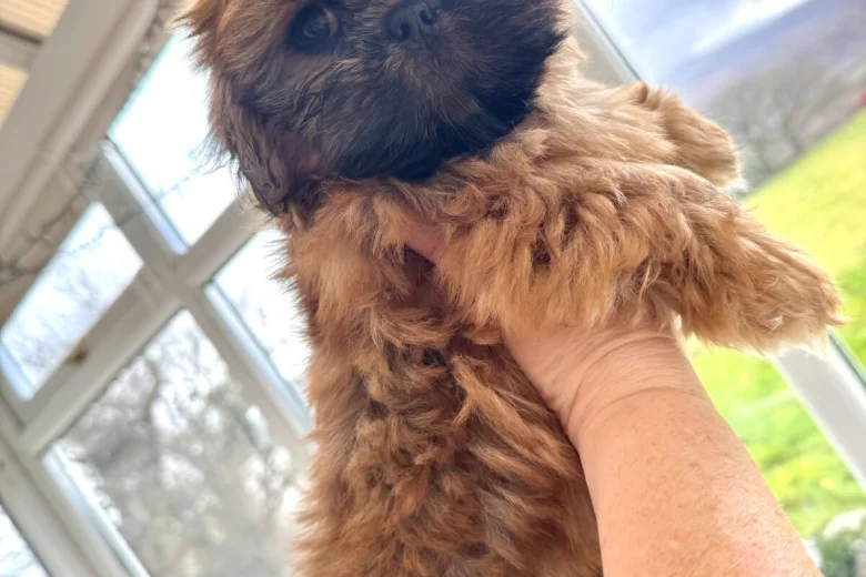 Shih Tzu