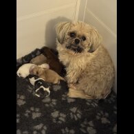 Shih Tzu