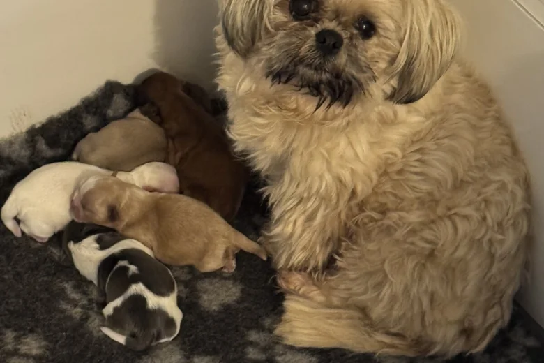 Shih Tzu