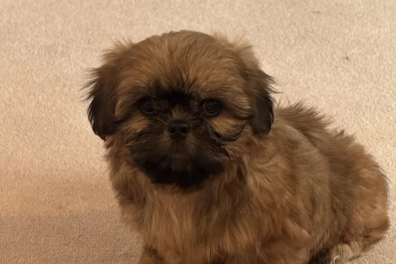 Shih Tzu