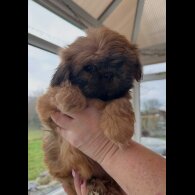 Shih Tzu