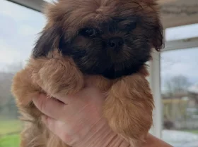 Shih Tzu