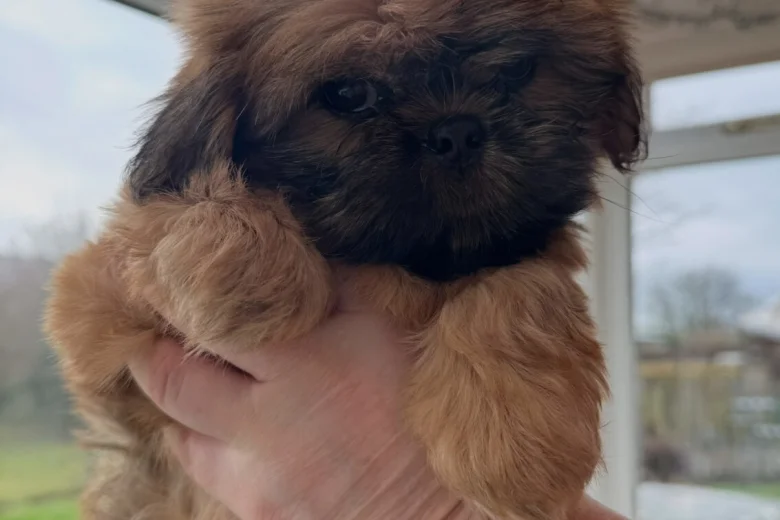 Shih Tzu