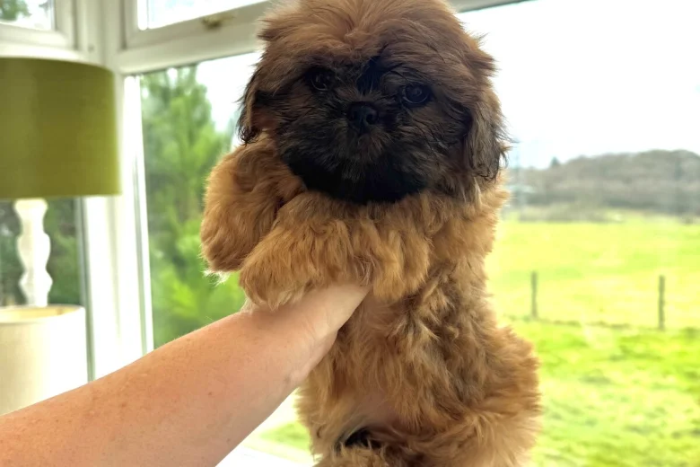 Shih Tzu