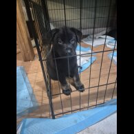 German Shepherd (Alsatian)