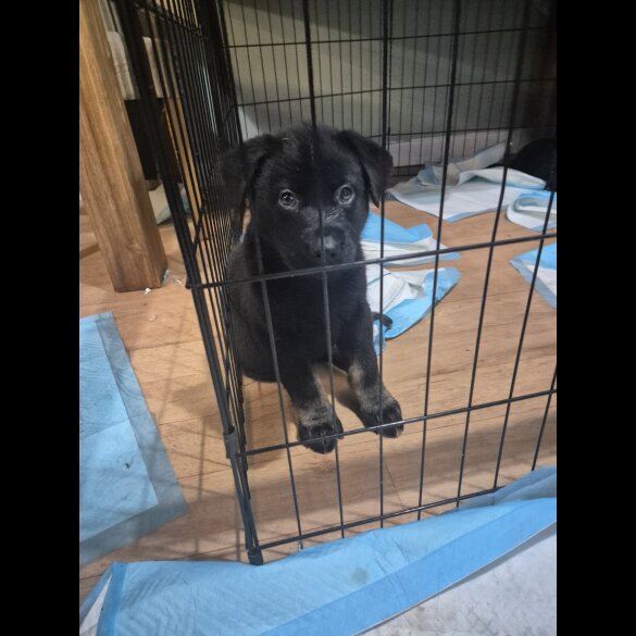 German Shepherd (Alsatian)