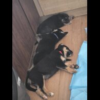 German Shepherd (Alsatian)